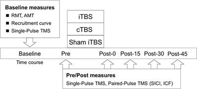 Interindividual Variability of Lower-Limb Motor Cortical Plasticity Induced by Theta Burst Stimulation